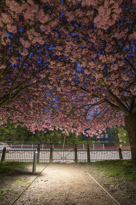 ERCO Castor bollard illuminates path under blooming trees in Digterlunden Park, Copenhagen.