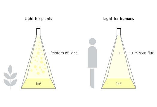 Diagram comparing light for plants (photons) and humans (luminous flux) for green walls.